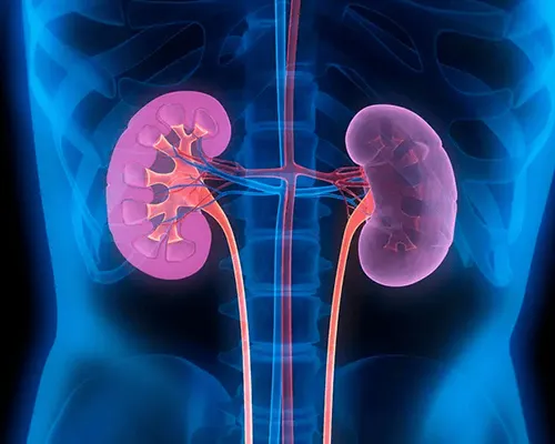 Homeopathy Doctor for Kidney Disease in Mumbai