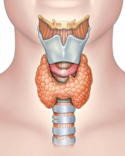 Homeopathy Doctor for Thyroid in Mumbai
